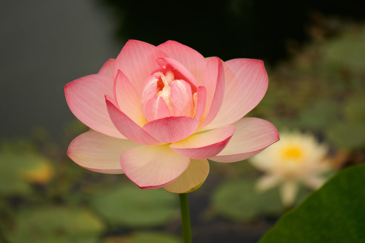 Lotus Perfect